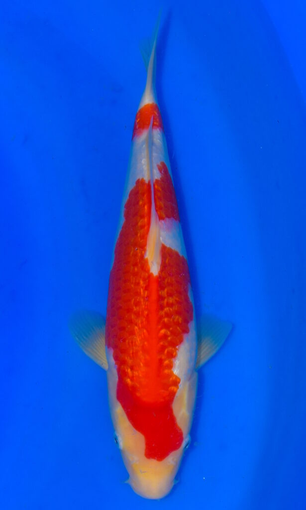 dsc 0205