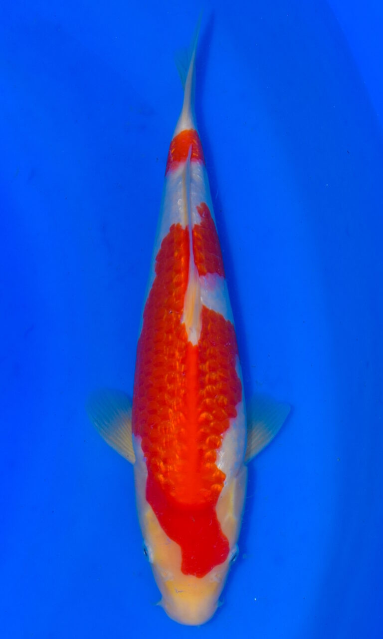 dsc 0205