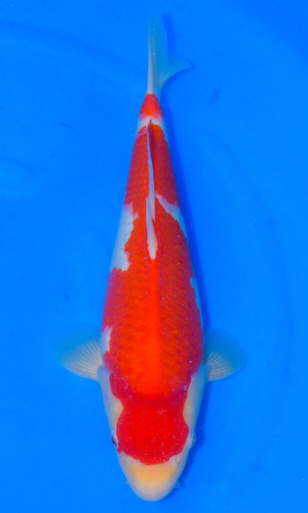 dsc 0211