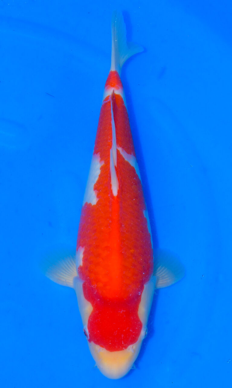 dsc 0211