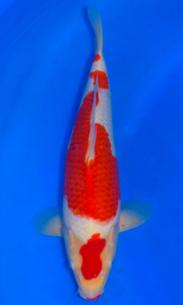dsc 0214