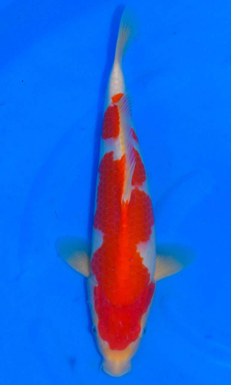 dsc 0215
