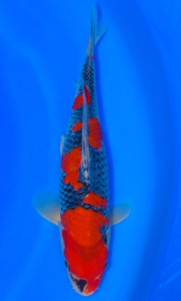 dsc 0920