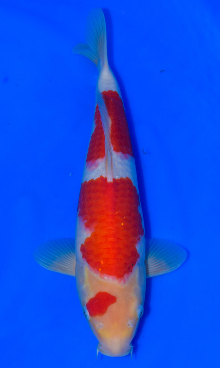 dsc 0968