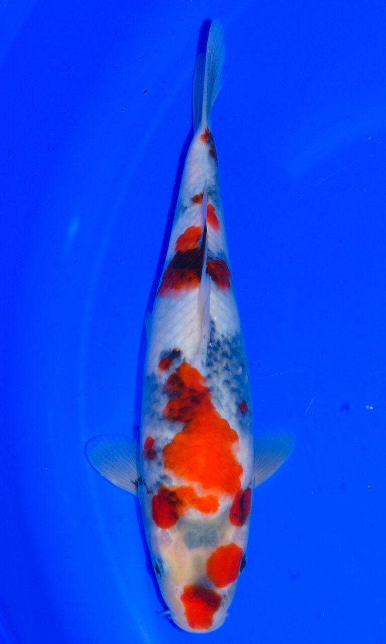 dsc 0167