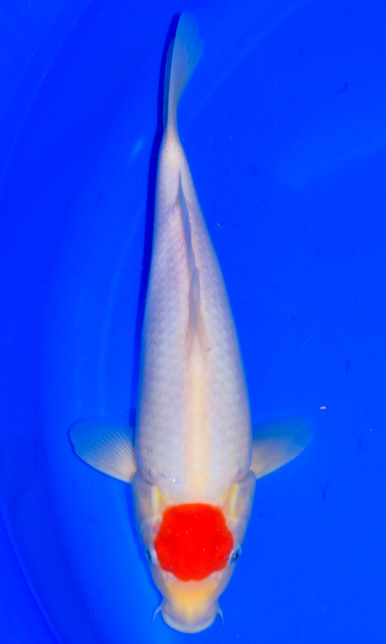 dsc 0182