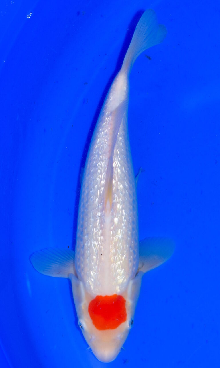dsc 0191 2