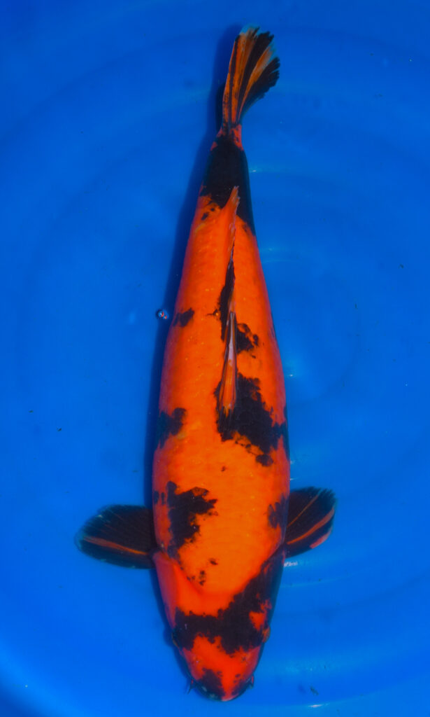 dsc 0206aa