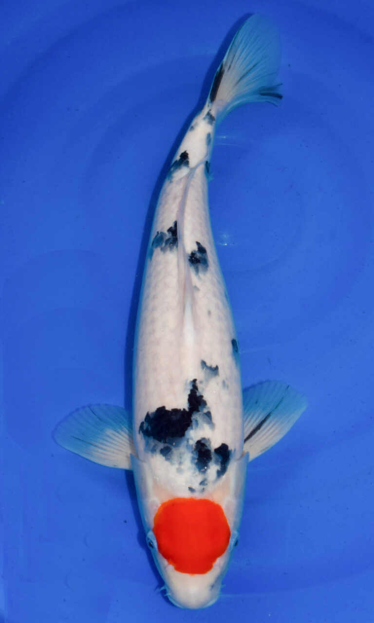 dsc 0223 2 2