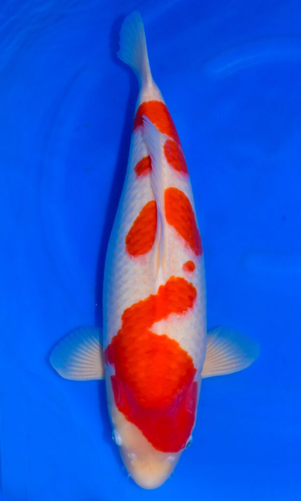 dsc 0228