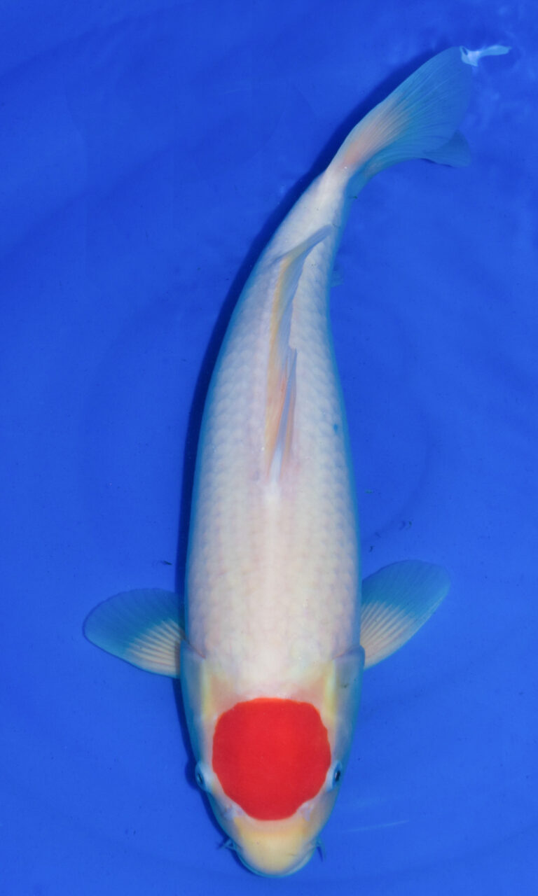 dsc 0228 2 2