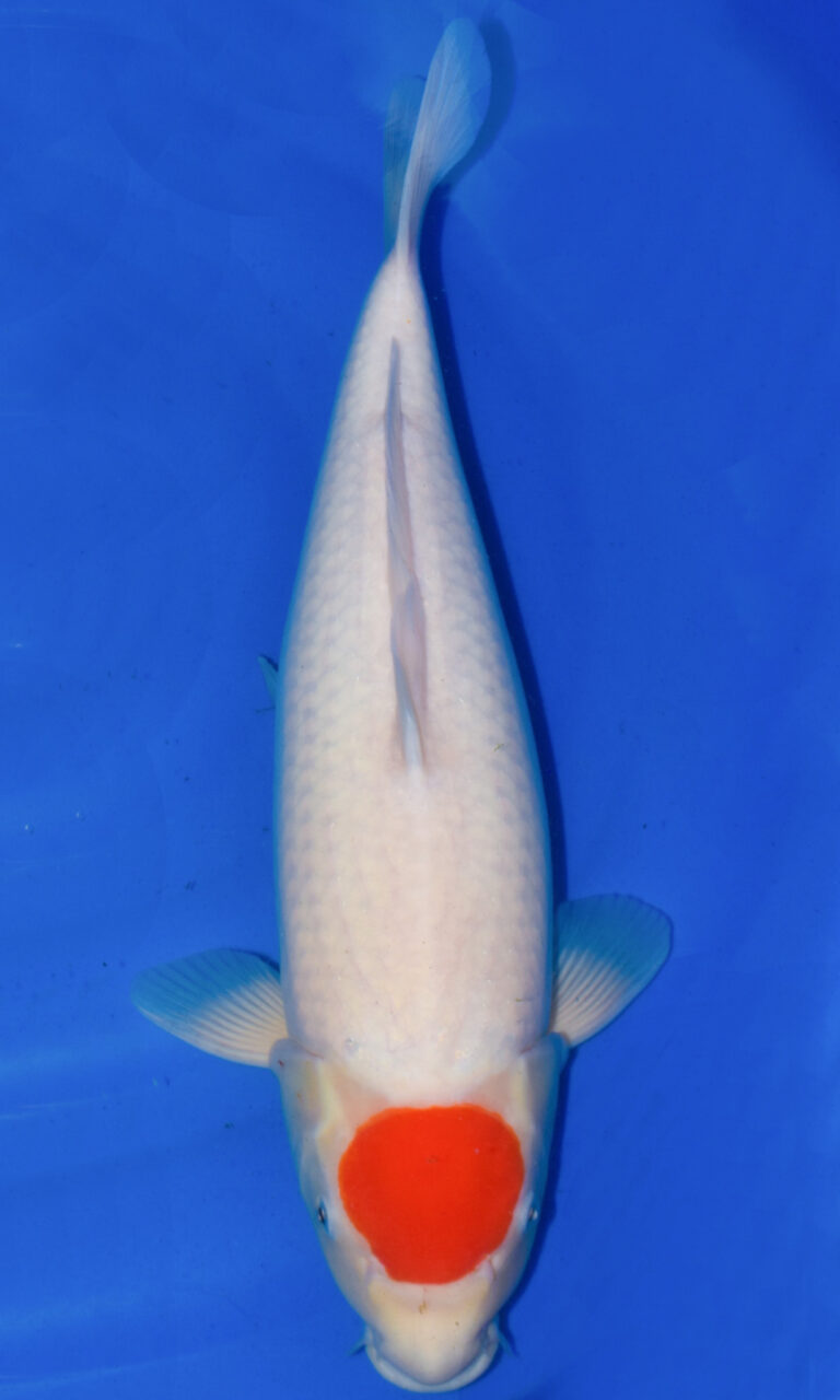 dsc 0240 2