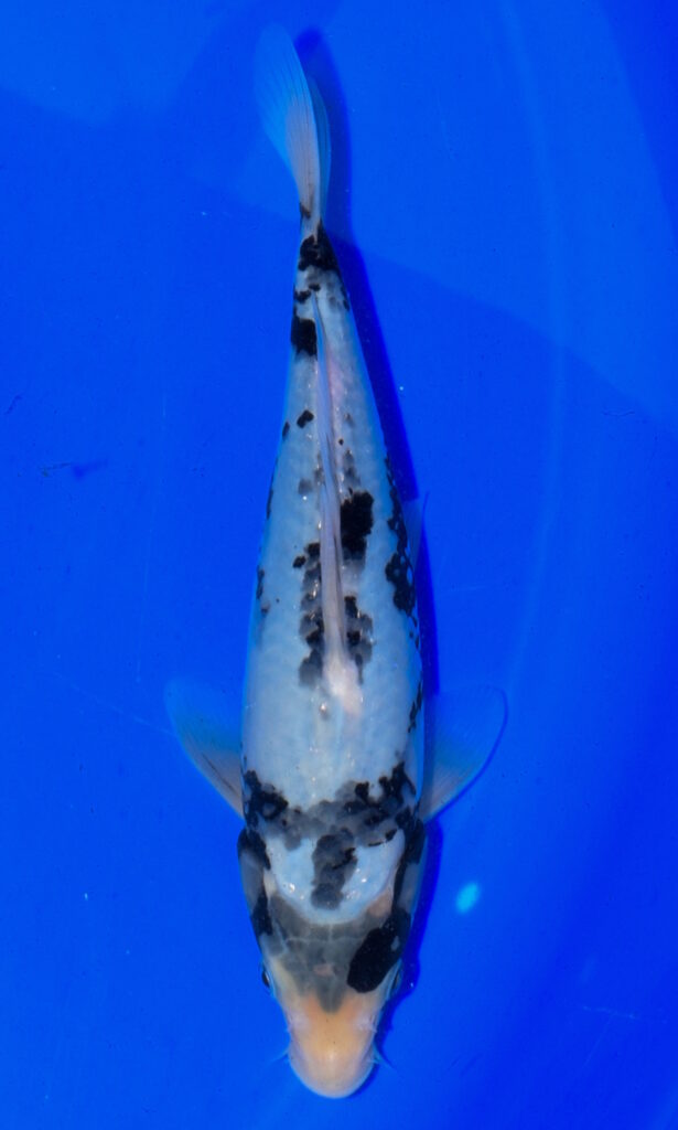 dsc 0260