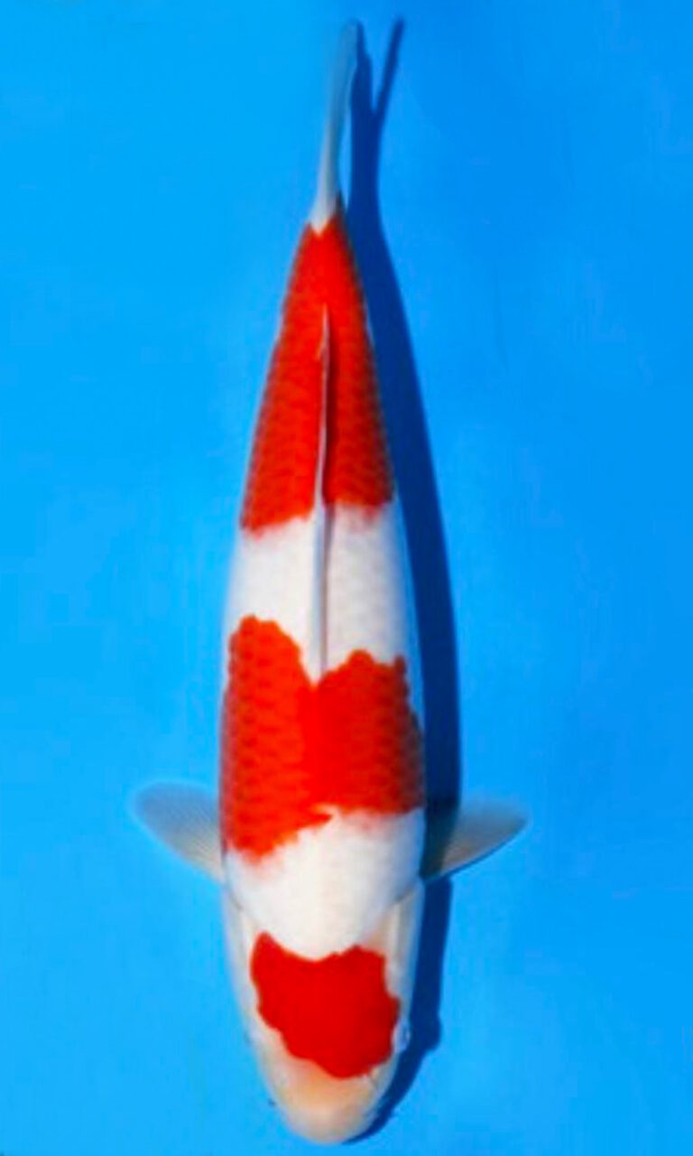 kohaku 2