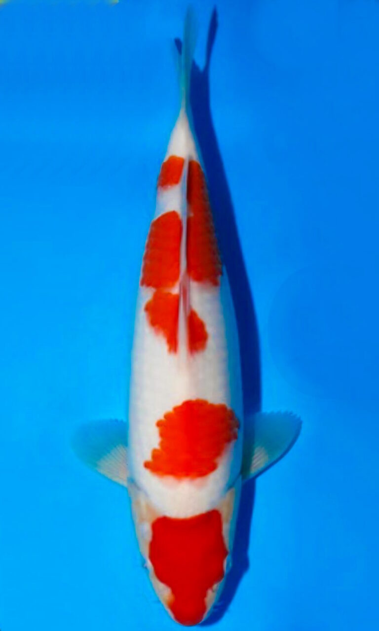 kohakue 2