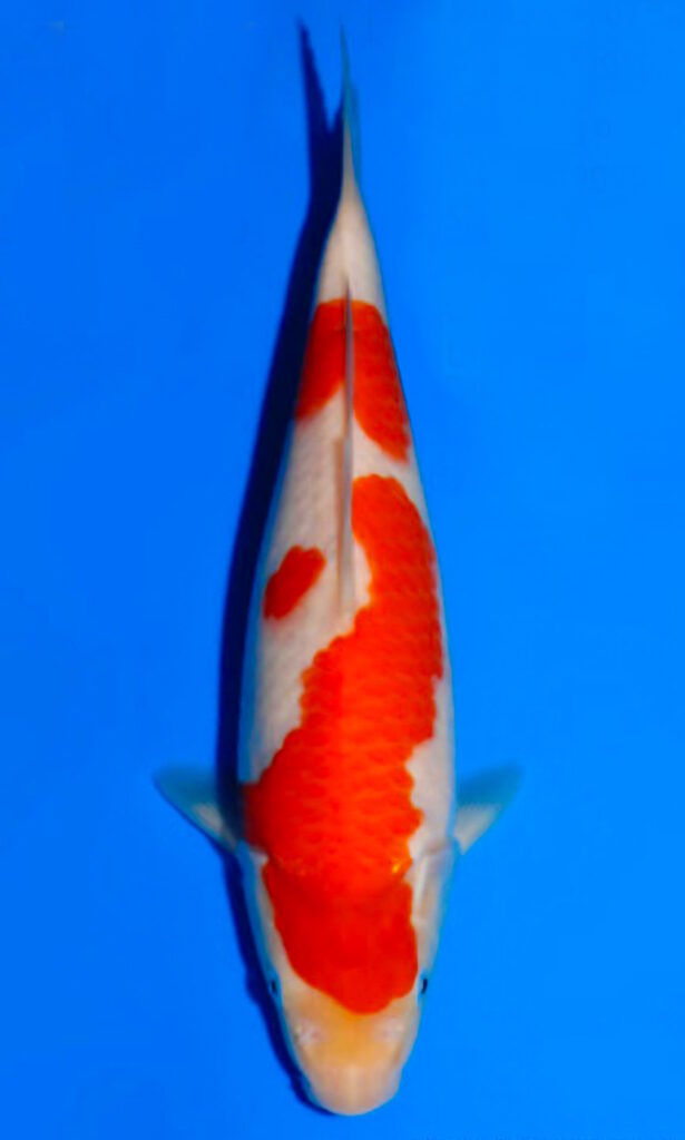 kokahi 2