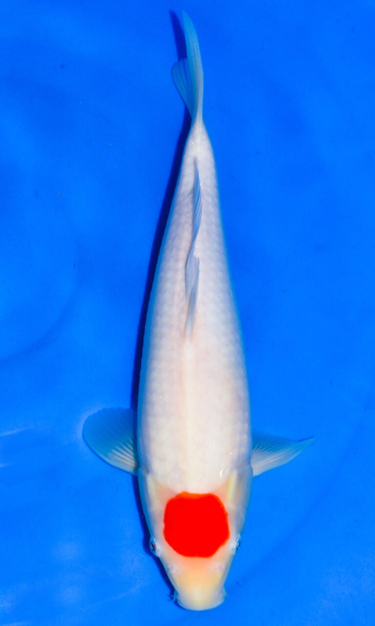 dsc 0003