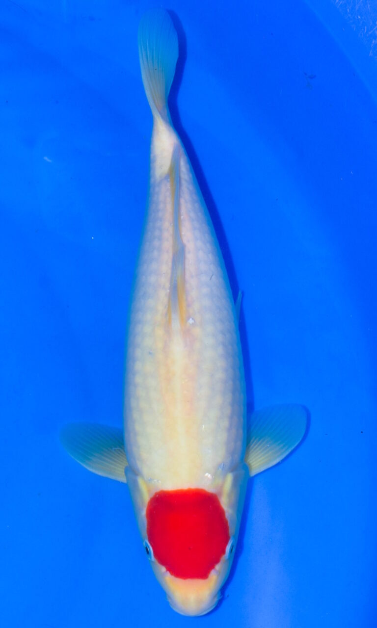 dsc 0008 2