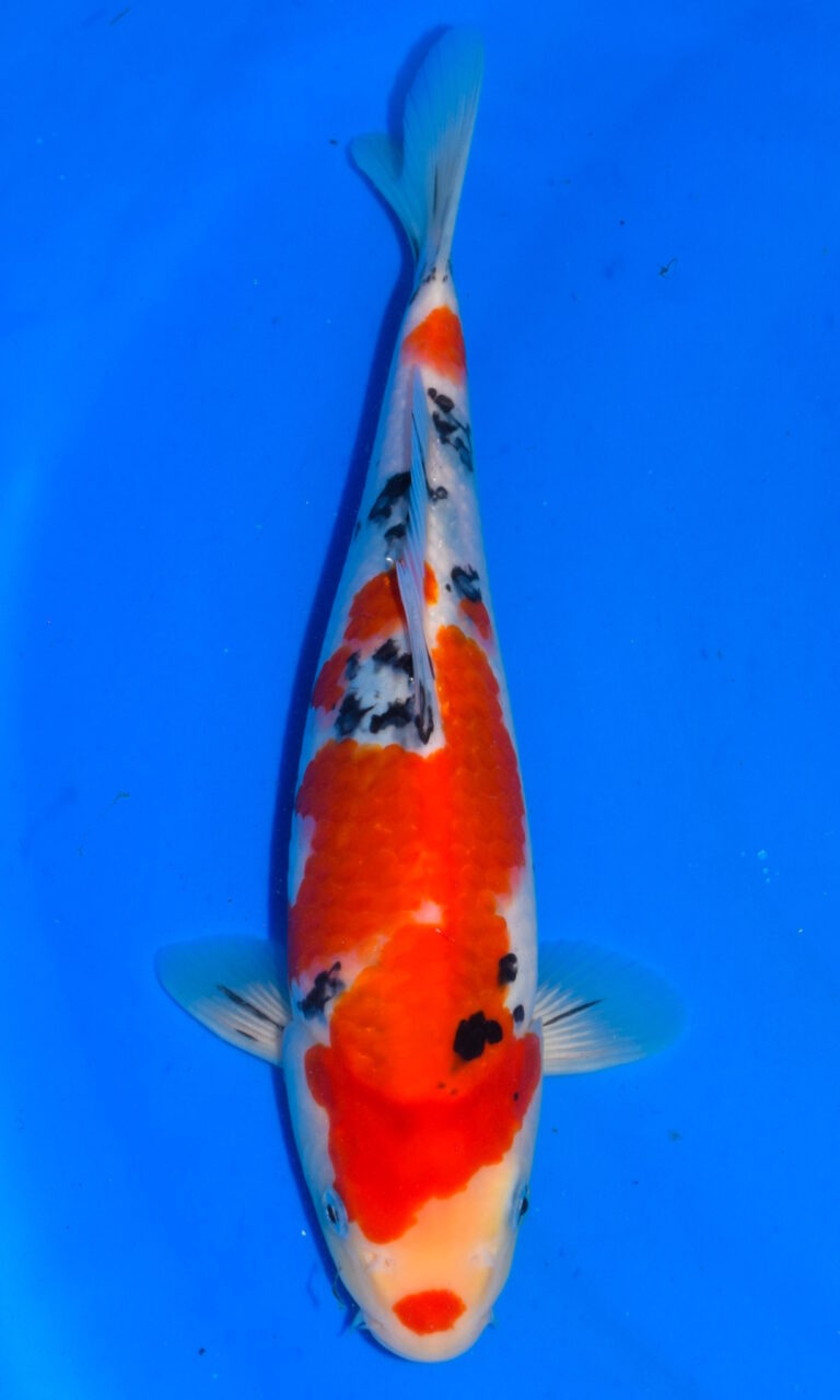 dsc 0022
