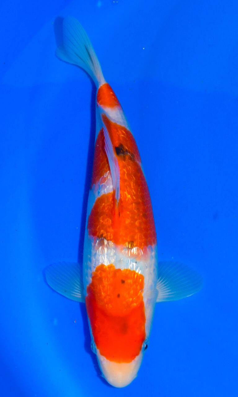 dsc 0023