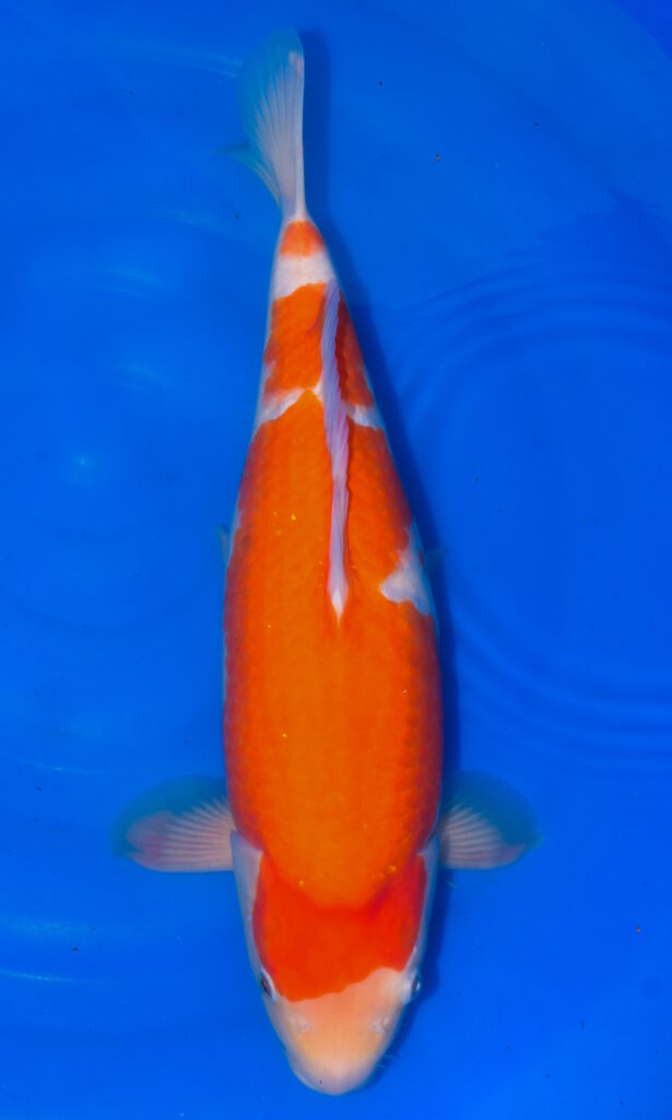 dsc 0043