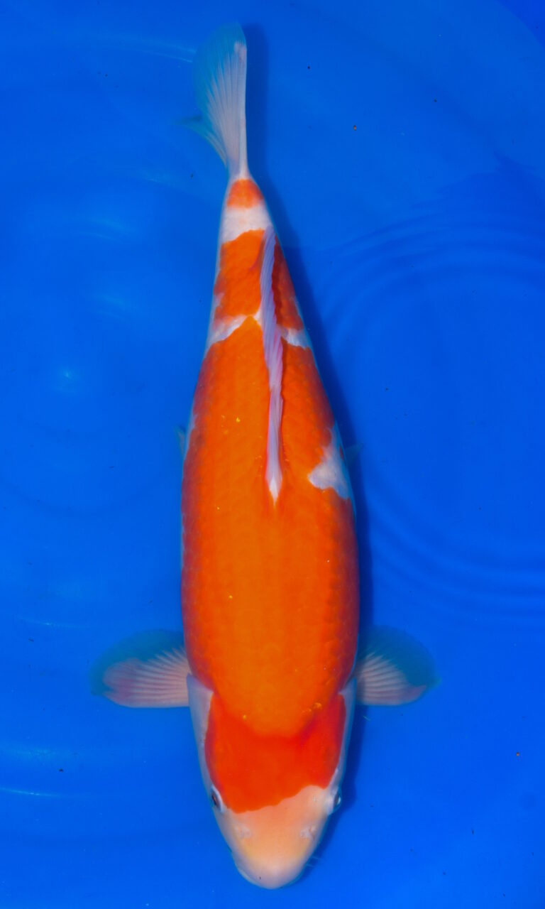 dsc 0043