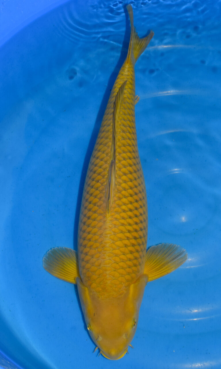 dsc 0323