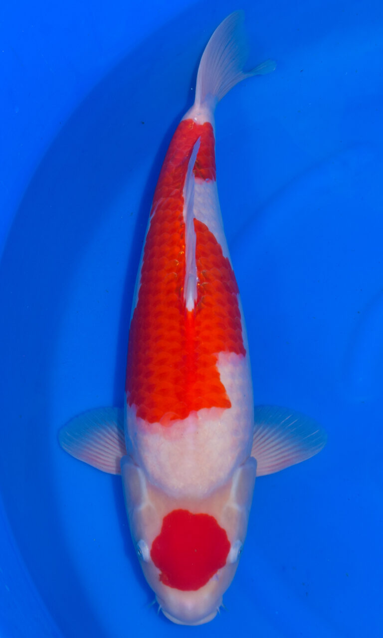 dsc 0193
