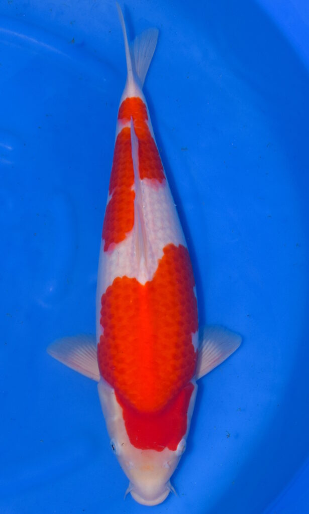 dsc 0199
