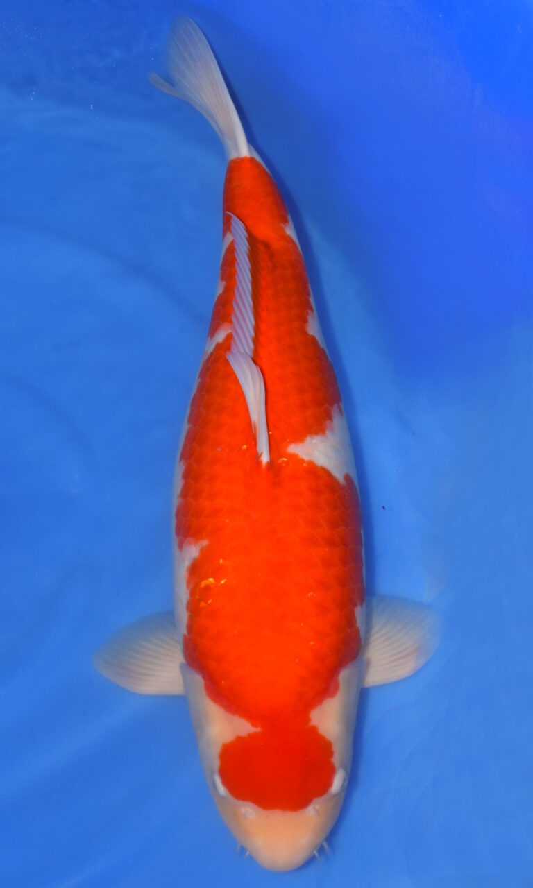dsc 0357