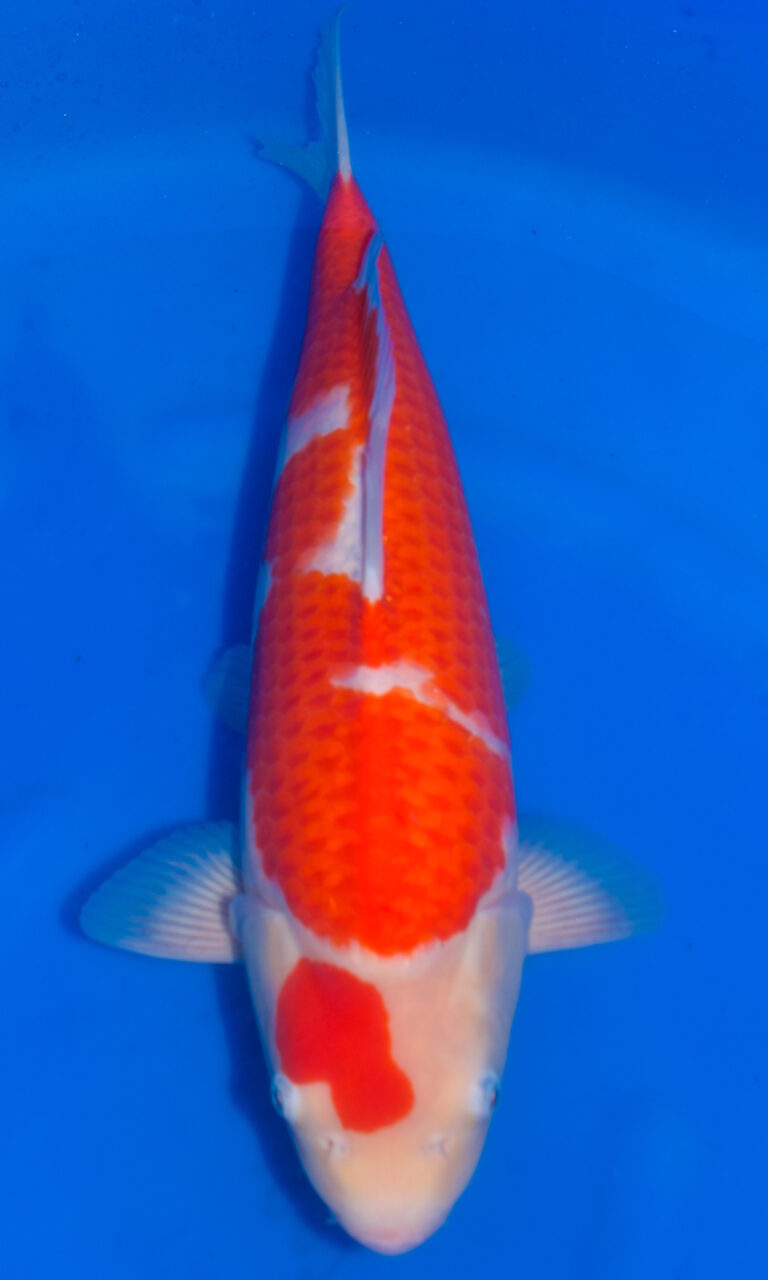 dsc 0458