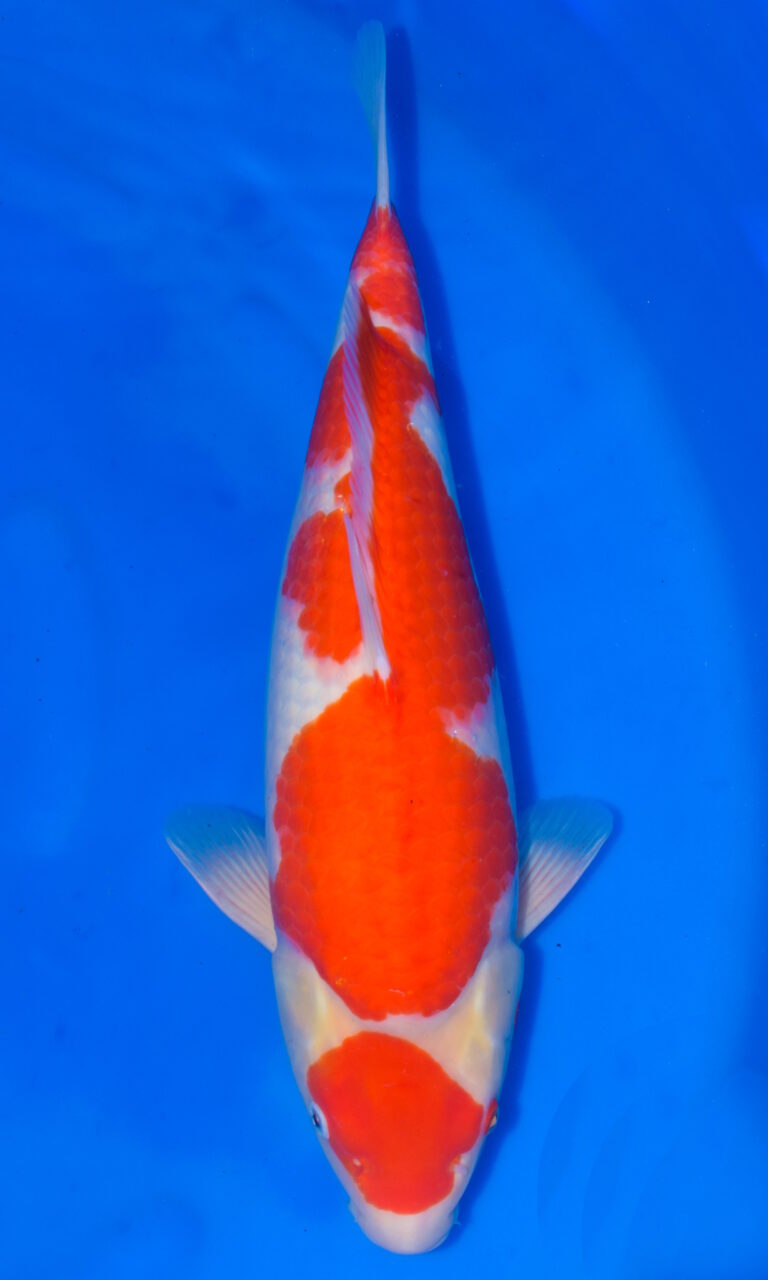 dsc 0463